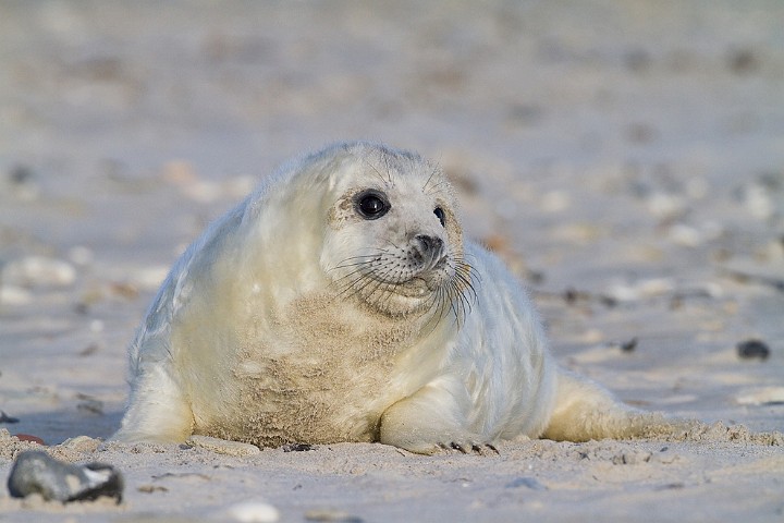 Kegelrobbe Halichoerus grypus